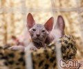 你知道整理洗猫咪眼睛要用温水吗