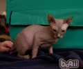 高龄猫咪该怎么养殖