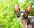 酸化食物对猫咪健康晦气