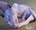 人的剩饭给猫咪吃有哪些损害