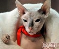 猫咪打架的原因有哪些