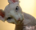 加拿大无毛猫首要的形状特征有哪些