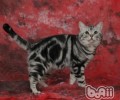 美国短毛猫和英国短毛猫有什么区别