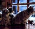 挪威森林猫首要的外形特征有哪些