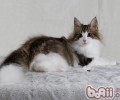 挪威森林猫养殖常识