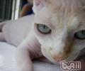 加拿大无毛猫的养殖要求有哪些