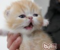 怎么养殖异国短毛猫
