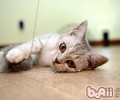 英国短毛猫好养吗