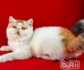 加菲猫吃什么猫粮好