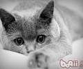 怎样让英国短毛猫不乱跑