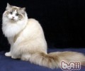 褴褛猫驯养