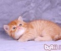 怎样阻止猫咪扑人