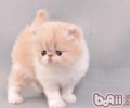 怎么练习猫咪温柔灵巧的性情