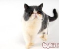 怎么让新老猫咪和平相处