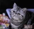 被猫咬了要打针吗