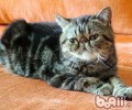 猫吃蔬菜吗