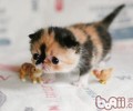 猫猫多久剪一次趾甲