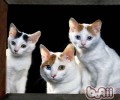 猫砂价格及猫砂品种介绍