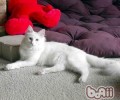 幼猫和成猫一天要吃多少猫粮