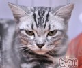 如何为猫咪克己猫抓板
