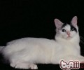 如何为肥壮的猫咪选择食物