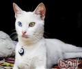 猫咪性情介绍