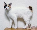养猫好仍是养狗好