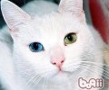你了解猫咪的习性吗