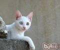 什么猫咪种类好养