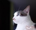 你知道哪些家具对猫咪有一些潜在风险