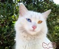 猫罐头怎么选择