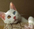 猫咪吃软的食物会得牙结石吗