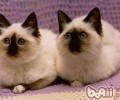 猫咪吃咸的食物有哪些损害