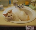 添加猫咪胃口的办法有些哪些