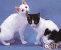 猫咪尾巴的效果