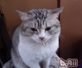 怎么看懂猫咪的不同心情