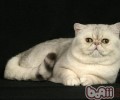 有小孩的家庭能够养猫吗