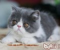 猫咪一天睡多久是正常的