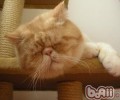 怎么处理猫咪脾气暴躁问题