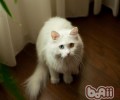 猫咪绝育后性情会有哪些改变