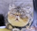 了解你家猫咪需求的玩具