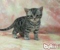 猫咪公母怎么分辩