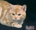 猫咪上飞机需求手续有哪些