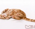 怎么判别猫咪实在年纪