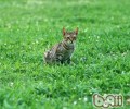 被自家猫咪咬出血需求打疫苗吗