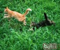 养殖猫咪之前需求考虑的问题有哪些