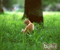 收养漂泊猫的办法