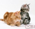 猫咪眼睛受伤的应对办法