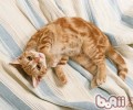 猫咪向主人示好4大体现