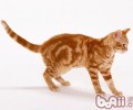 猫咪多大吃猫粮适宜